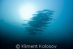 Barracuda eclipse by Kliment Kolosov 